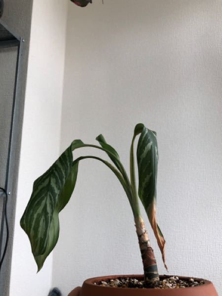 アグラオネマカーティシーについて - 数年前から家にいますが、最近