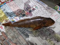 釣った魚の名前が微妙です アナハゼかな と思うのですが 釣り上げた時は Yahoo 知恵袋