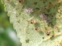 ハナカイドウに白い虫が多量に付いてます この虫は何ですか あと虫が付 Yahoo 知恵袋