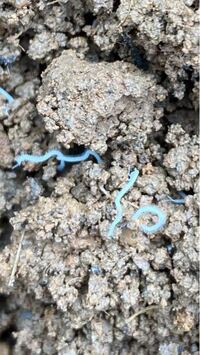 家庭菜園で育てていたジャガイモを収穫したところ 画像のような白く細長い虫が複 Yahoo 知恵袋