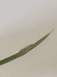 ベランダで育てていたネギに繭がついていました これはなんとい Yahoo 知恵袋