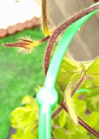 朝顔がなかなか咲きません 子供が幼稚園から持ち帰った朝顔ですが つぼ Yahoo 知恵袋