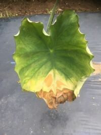 里芋の葉が写真のように変色してきました 生育も他の里芋と比べて格段 Yahoo 知恵袋