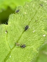 育てている植物に小さい黒い虫がたくさん付いています これは何 Yahoo 知恵袋