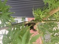 モミジの幹の樹皮が剥がれています モミジは通常樹皮が剥がれることはないようで Yahoo 知恵袋