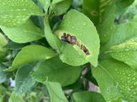 レモンの葉になりますなんの害虫でしょうかまた対策を教えてください Yahoo 知恵袋