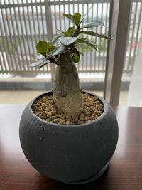 観葉植物に土の虫 園芸に詳しい方教えてください 観葉植物 Yahoo 知恵袋