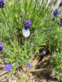 Npyedca0vb7t0m