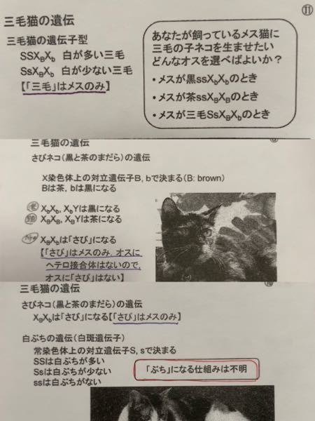 課題についてです。 - あなたが飼っているメス猫に三毛の子ネコを生 