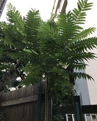 この植物は何でしょう 久しぶりに裏庭を見たら 2m以上かなり伸びていました Yahoo 知恵袋