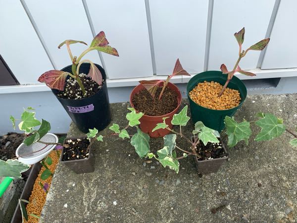 ドクダミを茎から切って地面に植えたら根が張りますか 水を入れた容器にド Yahoo 知恵袋