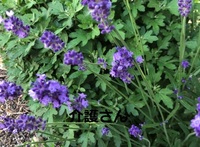 この花の名前は何ですか 撮影日は21年6月5日で撮影場所は兵庫県です よ Yahoo 知恵袋