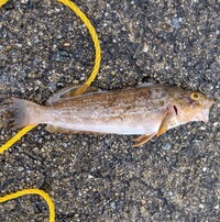 すみません この魚は何という魚ですか 子どもがサビキで釣りました 教えてくだ Yahoo 知恵袋