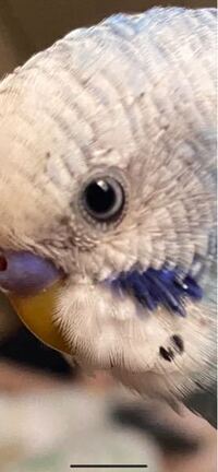 アイリスリングのあるセキセイインコって黒目が真ん中にあって周りが白い部分があ Yahoo 知恵袋