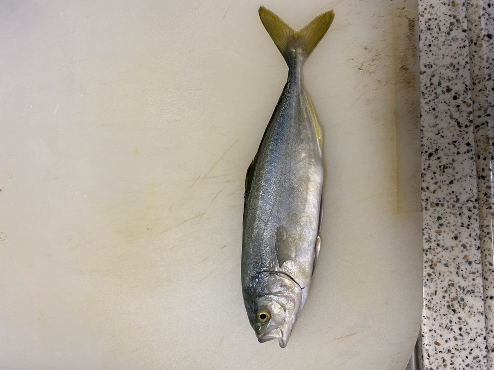 この魚はアジでしょうか ゼイゴが無いアジもいるんですか ブリの小さいや Yahoo 知恵袋