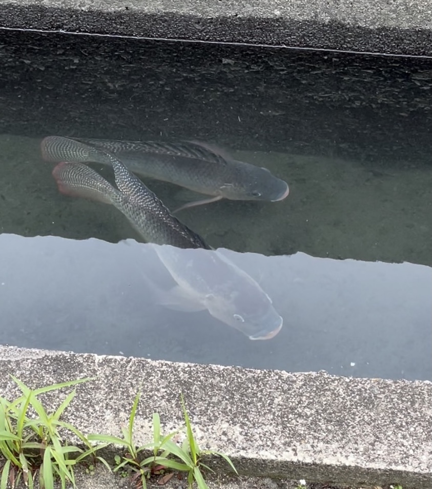 この魚の名前を教えてください 宜しければおすすめの調理 Yahoo 知恵袋