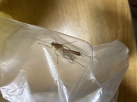 閲覧注意 この虫なんですか お尻に針がありますが 危険な虫ですか Yahoo 知恵袋