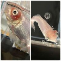 うちの金魚はポップアイでしょうか 写真の判断と治療方法を教えてください Yahoo 知恵袋