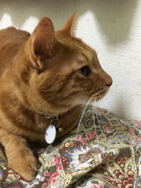 犬 猫のインスリン注射をしている方にお伺いしたいのですが 現在ランタ Yahoo 知恵袋