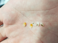 こうなったお米は食べない方が良いですか 右の３粒はカメムシ被害粒ですの Yahoo 知恵袋
