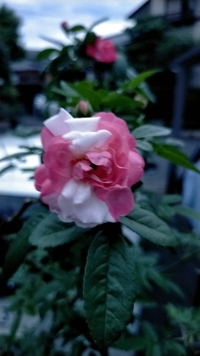 庭に咲いたバラの花びらが一歩だけ紅白になってますが これは偶然だと思いますが Yahoo 知恵袋