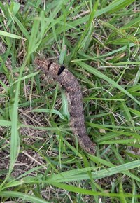 梅の木の近くに植えたナスのに毛虫がついて困っています 葉がかなり食べられ Yahoo 知恵袋