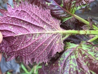 この虫は何という虫かわかりますか シソの葉が緑色のペンキでもまき散らし Yahoo 知恵袋