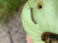 トマトを 食べるこの芋虫の名前と防除法を教えて下さい Yahoo 知恵袋