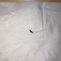 赤茶色で５ くらいの細長い虫は何という虫でしょうか 毎年 夏頃に絨毯の間から Yahoo 知恵袋