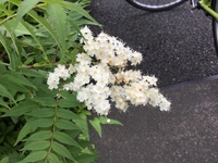 この花の名前を教えてください 都内渋谷区の街端で５ ６月から Yahoo 知恵袋