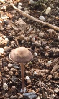 アサガオのプランターに生えてきたこのキノコ 名前わかりますか Yahoo 知恵袋