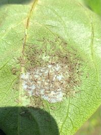 この虫はなんでしょうか 柿の葉裏にくっついてました 卵から孵 Yahoo 知恵袋