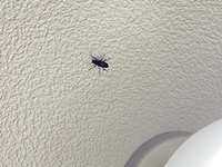 虫の駆除方法写真あります観覧注意です 気づいたら部屋の天井の電気の近くにいた Yahoo 知恵袋