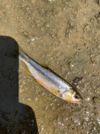 オイカワとかカワムツの餌って沈下性の人工飼料でも大丈夫ですか 大丈夫です Yahoo 知恵袋