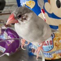 野鳥フォトギャラリー 神戸市立 自然の家