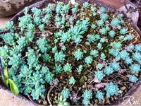 多肉植物の子持ち蓮華と似ているこの植物の名前は何ですか 札落ちの多肉の Yahoo 知恵袋