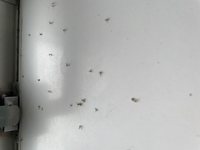 この虫はなんですか 今年の7月に入ってからか お風呂場に大量にい Yahoo 知恵袋