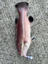 この魚の名前を教えてください この魚はコブダイ カンダイとも言います Yahoo 知恵袋