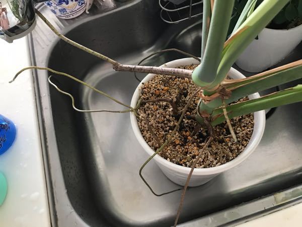 観葉植物 モンステラ の根っこがすごくなってしまいました 外に伸びてきた根っ Yahoo 知恵袋