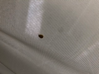 カーテンにこの虫がくっついていました 白色です 見た目はてんとう虫 Yahoo 知恵袋