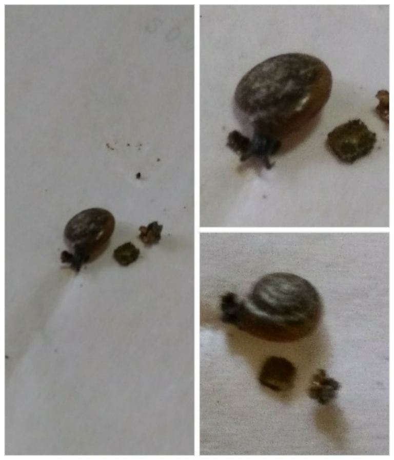 初夏の夕方から夜にジーと鳴く虫のこと教えてください 私は大阪にすんでいま Yahoo 知恵袋