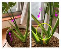 モンステラに葉の無い新芽が出てきました これは何でしょうか 自宅で数年育てて Yahoo 知恵袋