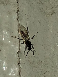 数日前から家の前に羽アリが大量発生しているのですが これはシロアリorクロア Yahoo 知恵袋