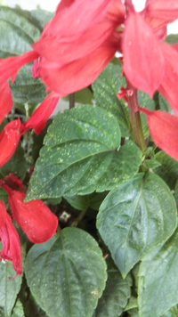 園芸に詳しい方に質問です 8月のお盆頃に咲く百合の品種を教え Yahoo 知恵袋