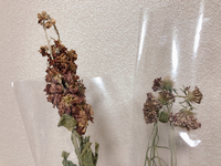 ドライフラワーの名前を知りたいですお花に詳しい方に質問です 数 Yahoo 知恵袋