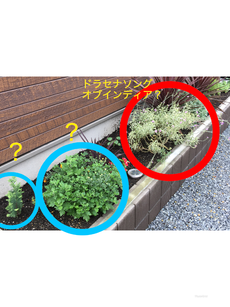 ホームセンターの園芸コーナーで、枯れそうで値引きされている苗を見る 
