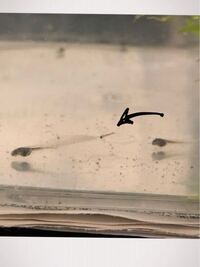 オタマジャクシを採った水の中に 体長5ミリほどの小さな魚の稚魚のよ Yahoo 知恵袋