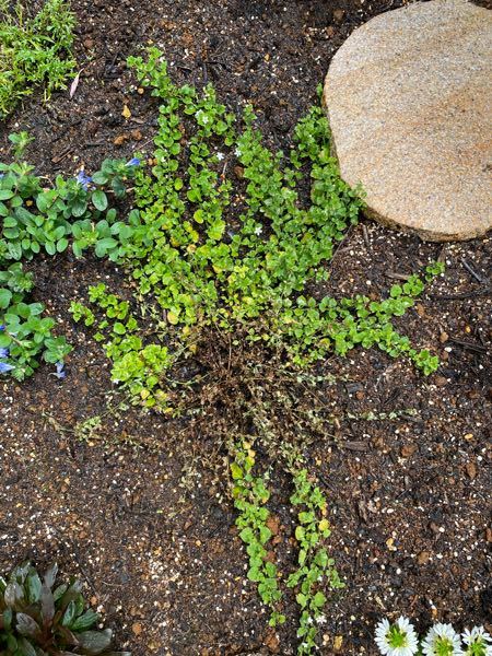 バコパが枯れてしまいます 花壇に植えているバコパです どのバ Yahoo 知恵袋