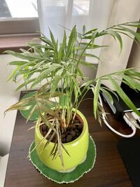 観葉植物テーブルヤシの枯れ方がヤバイ復活法テーブルヤシが枯れかけて困って Yahoo 知恵袋