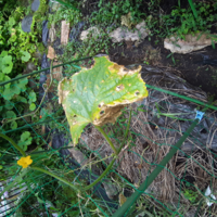 きゅうり栽培についての質問です 枯れてきた葉は摘んだほうがいい Yahoo 知恵袋